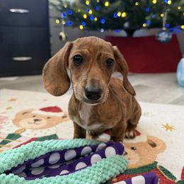 Sean Bean - Brindle male Dachshund puppy in Temecula, California from Naomi Magee's Dachshund Kennel