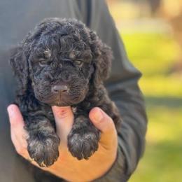 Boy 4 - Brown male Lagotto Romagnolo puppy in Sugar Valley, Georgia from Pinnacle Farm and Kennel
