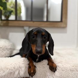 Olive Oyl - Dachshund