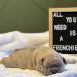 French Bulldog Puppies from South House Bulldogs