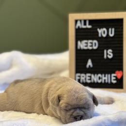 French Bulldog Puppies from South House Bulldogs