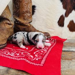MAVERICK - Blue merle male Australian Shepherd puppy in Durand, Wisconsin from Larson’s Legacy Aussome Aussie Kennels