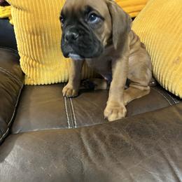 Boy 3 - Fawn male Boxer puppy in Staatsburg, New York from Rumors of Luv Boxers