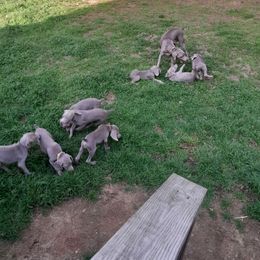 Weimaraner Puppies from Isaih McDuffie's Weimaraners
