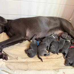 Boy 2 - Blue male Weimaraner puppy in Aitkin, Minnesota from Whispering’s GunDogs