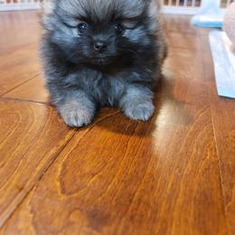 Pomeranian Puppies from JaElle Pomeranians