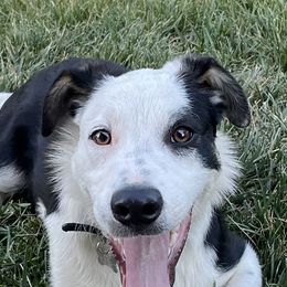 Ta Kosh - Border Collie