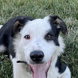 Ta Kosh - Border Collie