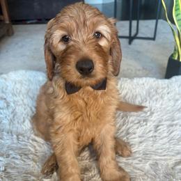 Black - Apricot male Goldendoodle puppy in Buda, Texas from Anita’s Doodles