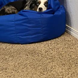 Miniature Australian Shepherd All Grown Up from ME Kennels