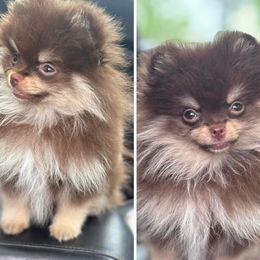 Pomeranian puppies from Jazzy Poms