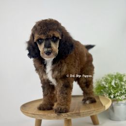 Rio - Sable male Poodle puppy in Republic, Missouri from Red Skye Puppies