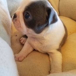 Boston Terrier and French Bulldog Puppies from Willis Family Bostons