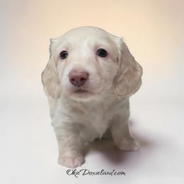Dove - Cream male Dachshund puppy in Oklahoma City, Oklahoma from OkieDoxieland Dachshunds