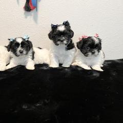 French Bulldogs, Mal-Shis, and Shih Tzus from NC Stellar Puppies