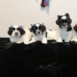 French Bulldogs, Mal-Shis, and Shih Tzus from NC Stellar Puppies