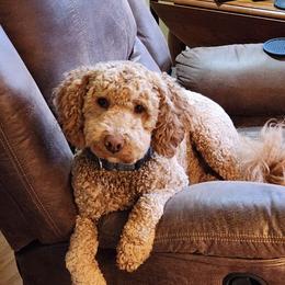 Levi - Goldendoodle