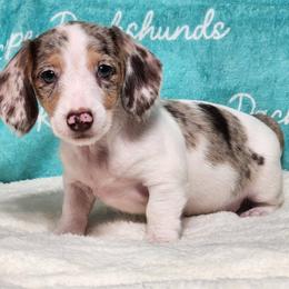 Brioche - Dapple male Dachshund puppy in Mount Sherman, Kentucky from Kaleidoscope Dachshunds and Whippets