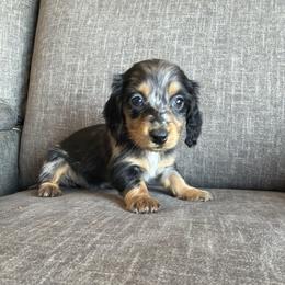 Summer - Dapple female Dachshund puppy in Tonopah, Arizona from Brandie's Dachshunds