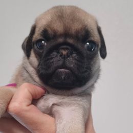 Girl 2 - Fawn Pug puppy in Oregon from Azalea Pugs