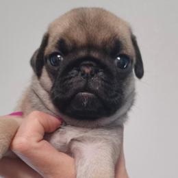 Girl 2 - Fawn Pug puppy in Oregon from Azalea Pugs