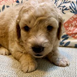 Prince - Cream male Goldendoodle puppy in Pensacola, Florida from Goldendoodles Love You in Pensacola Friend Edition