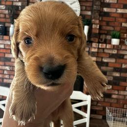 Boy Black - Cream male Dachshund puppy in Modesto, California from Lil Doxie Era