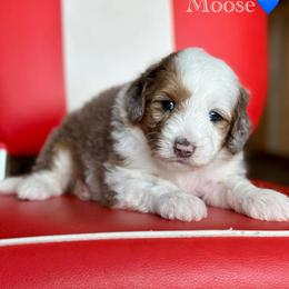 Moose - Blue merle male Aussiedoodle puppy in Lancaster, Minnesota from Finney Ranch