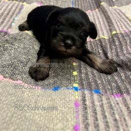 Miniature Schnauzer Puppies from 850Schnauzers