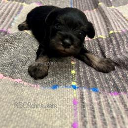 Miniature Schnauzer Puppies from 850Schnauzers