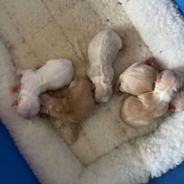 Chihuahua Puppies from Misty Morn Chihuahuas