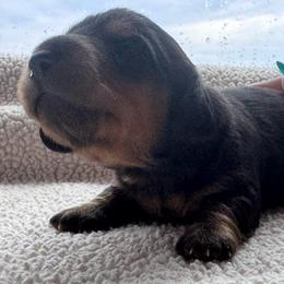 Batman - Black and tan male Dachshund puppy in Afton, Oklahoma from C5 Doodles
