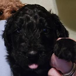 Milo - Black and white male Aussiedoodle puppy in Windom, Texas from Wild Farm Puppies