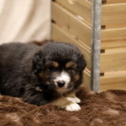 Australian Shepherd and Miniature Schnauzer Puppies from Dustyn Watson