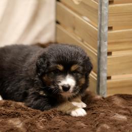 Australian Shepherd and Miniature Schnauzer Puppies from Dustyn Watson