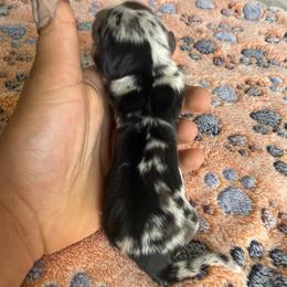 Boy 1 - Dapple male Dachshund puppy in Merced, California from JBDKennel