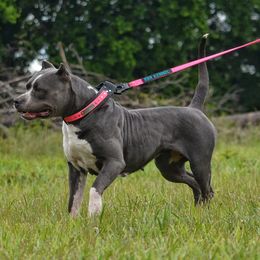 Felony - American Bully