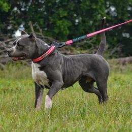 Felony - American Bully