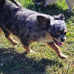 Helga - Chihuahua