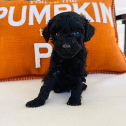 Knight - Black male Goldendoodle puppy in Auburn, Indiana from Martin’s Doodles