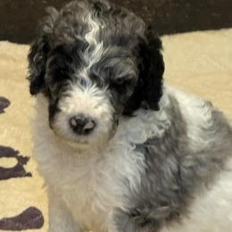 Zion - male Newfypoo puppy in San Antonio, Texas from Mammoth Doodles