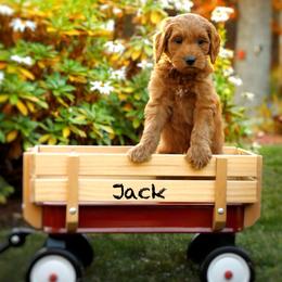 Jack - Red  male Goldendoodle puppy in Mendon, Massachusetts from Comfort & Cuddle Co