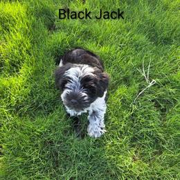 Black Jack - Parti male Miniature Schnauzer puppy in Midland, Texas from Shebbies Puppy Palace