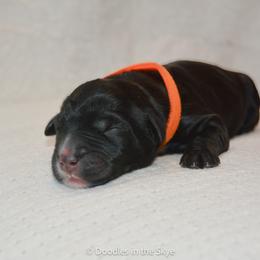 Sequoia - Black male Goldendoodle puppy in Lancaster, Pennsylvania from Doodles in the Skye