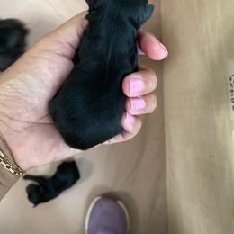 Onyx - Black male Yorkipoo puppy in Stafford, Virginia from Morris Doodles Virginia