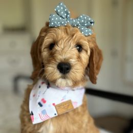 Girl 2 - Goldendoodle puppy in Virginia from The Doodle Homestead