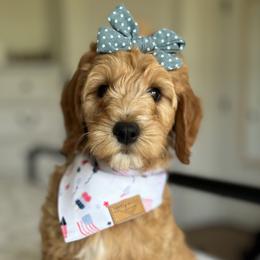 Girl 2 - Goldendoodle puppy in Virginia from The Doodle Homestead