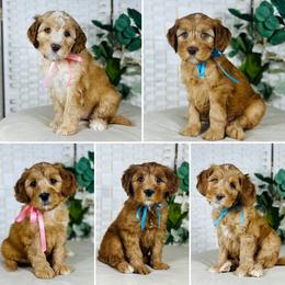 Meadow Boys 2 - Apricot male Australian Labradoodle puppy in Elk Grove, California from Sacto Labradoodles