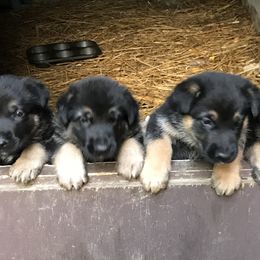 German Shepherd Puppies from Sandy’s Shepherds