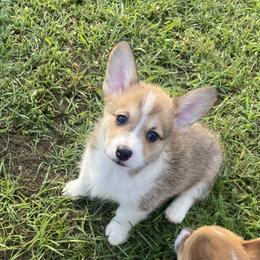 Boy 1 - Sable Pembroke Welsh Corgi puppy in Beulaville, North Carolina from Windy Acres Pembroke Welsh